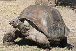 Самая огромная черепаха - описание, особенности и среда обитания