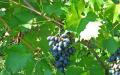 Лучшие сорта винограда в алфавитном порядке: выбираем, пробуем